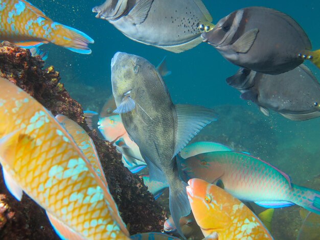 Prossimo piano di pesci che nuotano in mare