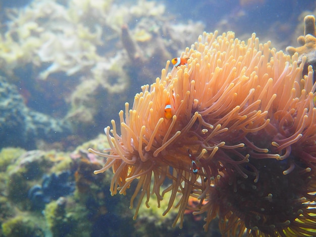 Prossimo piano di pesci che nuotano in mare