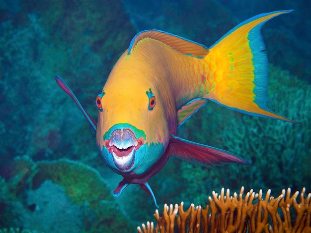 Prossimo piano di pesci che nuotano in mare