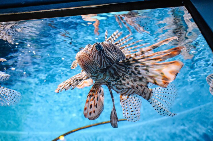 Foto prossimo piano di pesci che nuotano in mare