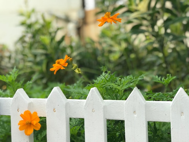 Prossimo piano di piante a fiori d'arancia vicino a una recinzione