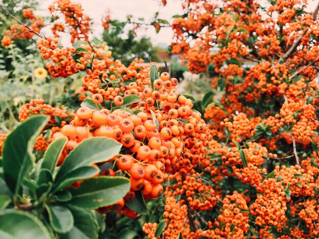 Prossimo piano di piante a fiori d'arancia