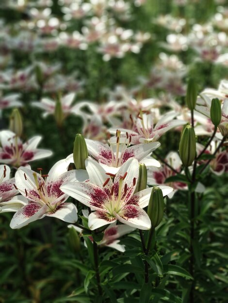 Prossimo piano di piante a fiori rosa