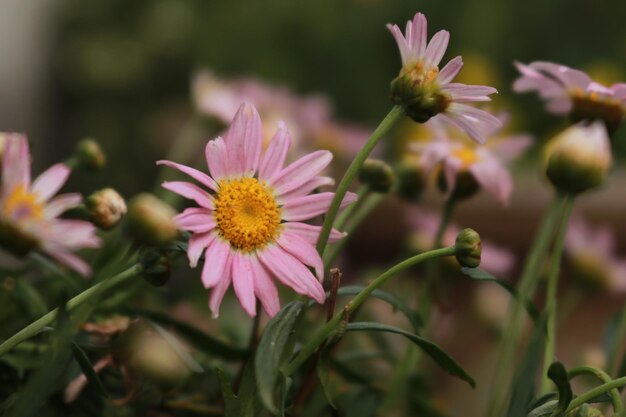 Prossimo piano di piante a fiori rosa