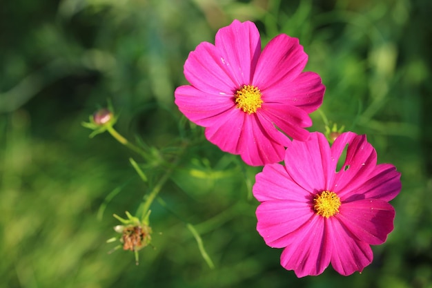 Prossimo piano di piante a fiori rosa