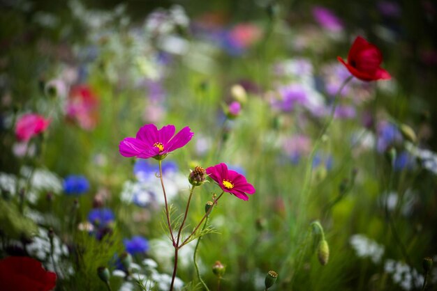 Prossimo piano di piante a fiori rosa