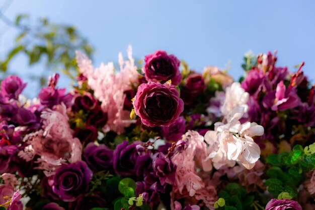 Prossimo piano di piante a fiori rosa