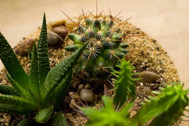 Prossimo piano di piante di cactus in terrario