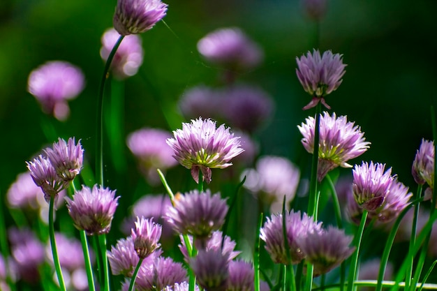 Prossimo piano di piante di cipolla a fiori viola