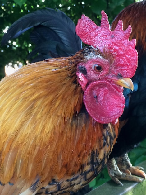 Prossimo piano di pollo