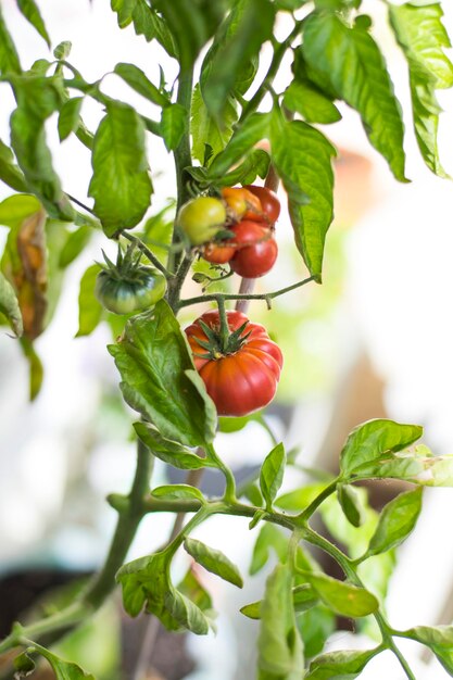 Prossimo piano di pomodori che crescono sull'albero