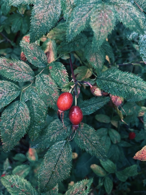 Prossimo piano di pomodori che crescono sull'albero