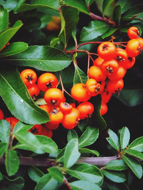 Prossimo piano di pomodori che crescono sulla pianta