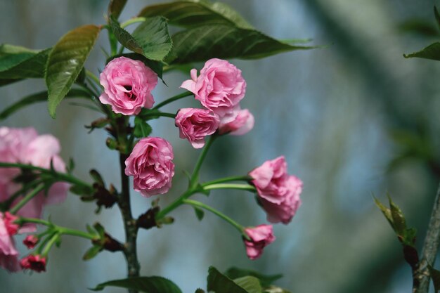 Prossimo piano di rose rosa