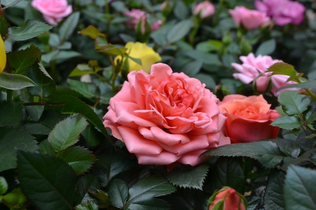 Prossimo piano di rose rosa