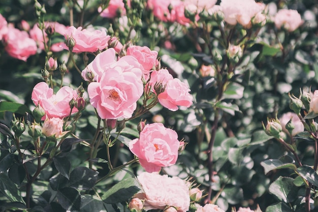 Prossimo piano di rose rosa