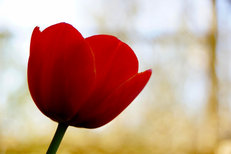 Foto prossimo piano di tulipani rossi