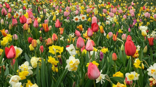 Prossimo piano di tulipani rossi