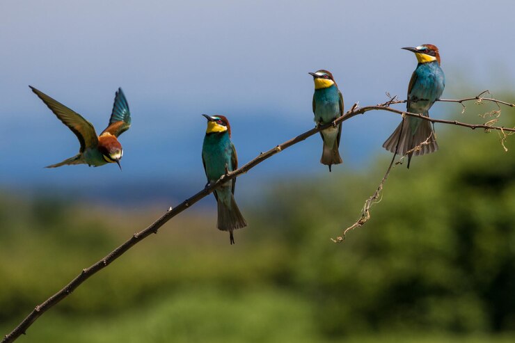 Foto prossimo piano di uccelli appoggiati