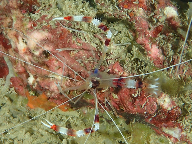 Prossimo piano di uccelli in mare