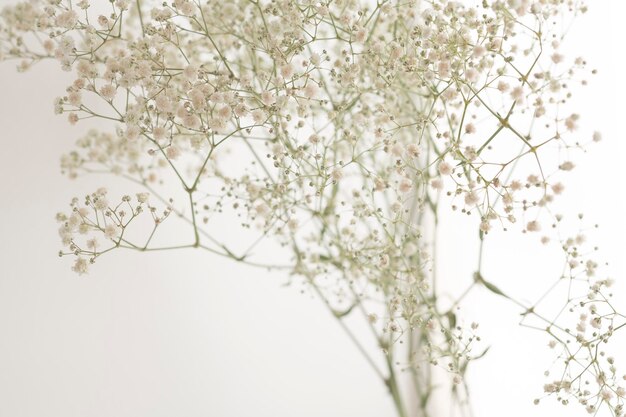 Prossimo piano di un albero da fiore