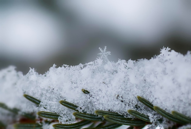 Prossimo piano di un albero di conifere congelato