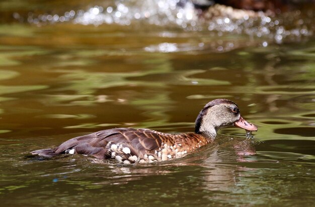 Prossimo piano di un'anatra in acqua