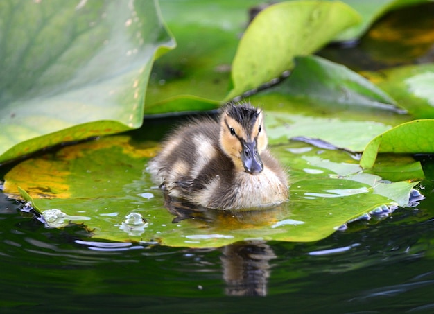 Prossimo piano di un anatre su una foglia in un lago