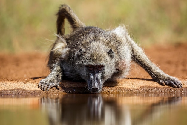Prossimo piano di un animale