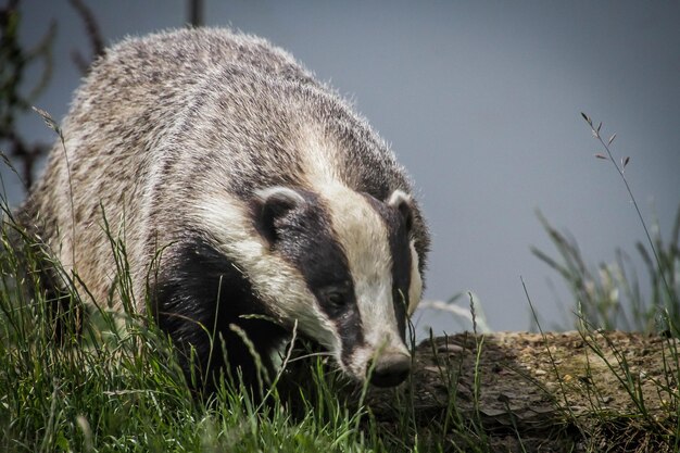 Prossimo piano di un animale