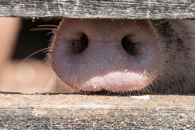 Prossimo piano di un animale