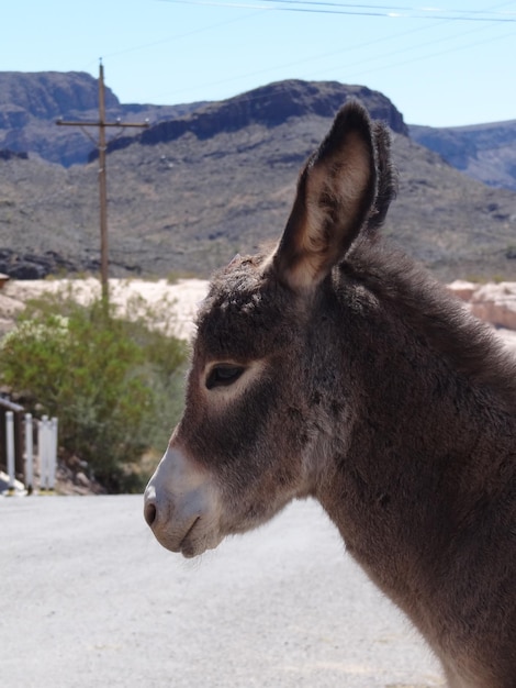 Prossimo piano di un animale