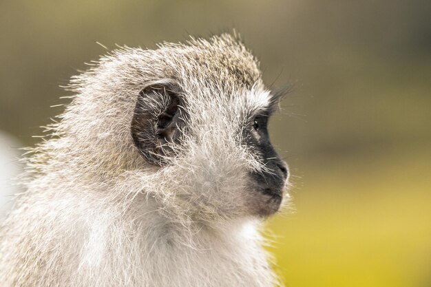 Prossimo piano di un animale