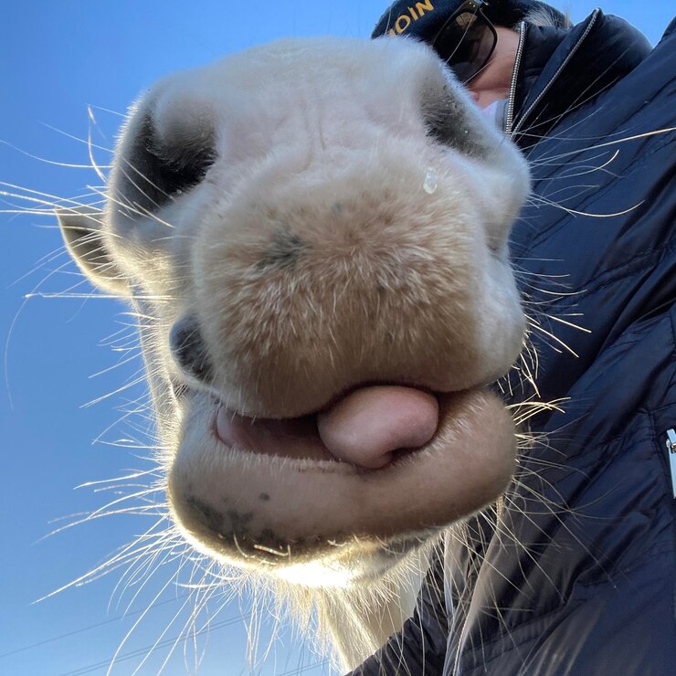 Foto prossimo piano di un animale