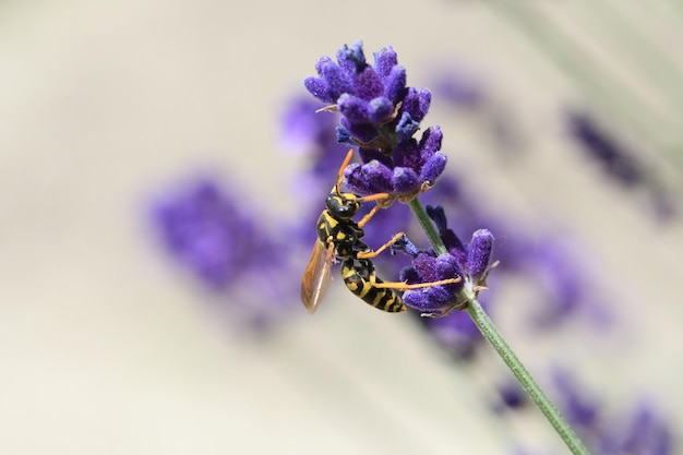Prossimo piano di un'ape che impollina i boccioli di fiori viola