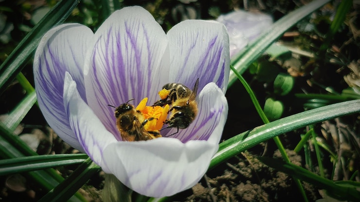Foto prossimo piano di un'ape che impollina il crocus