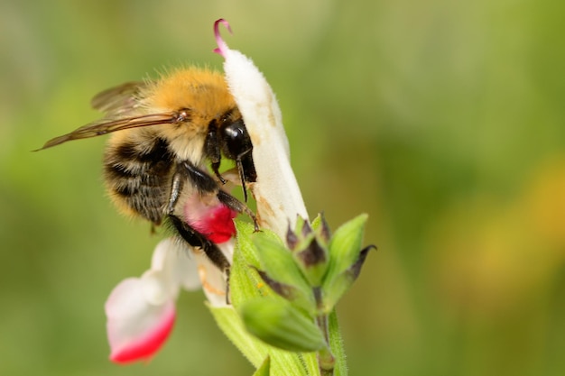 Prossimo piano di un'ape in fiore