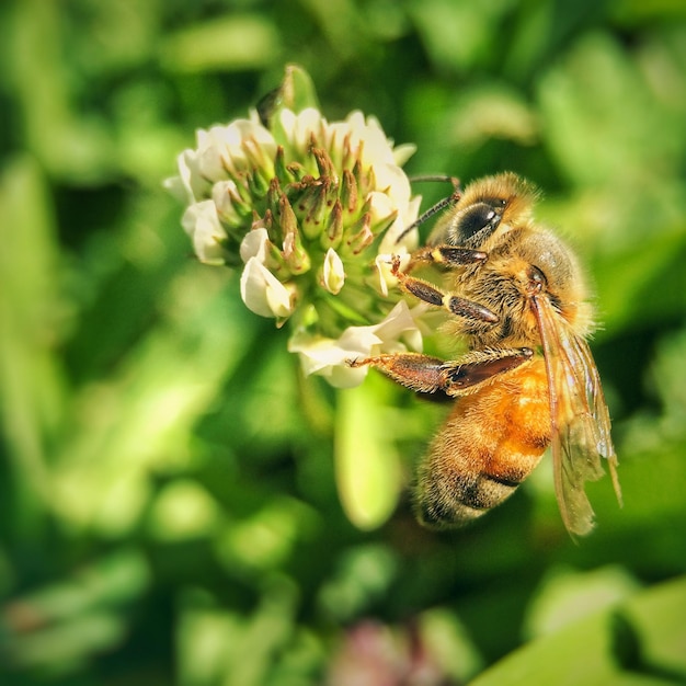 Prossimo piano di un'ape in fiore