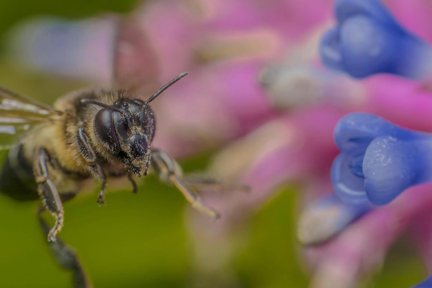 Prossimo piano di un'ape in fiore