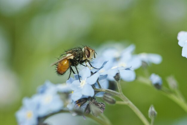 Prossimo piano di un'ape in fiore