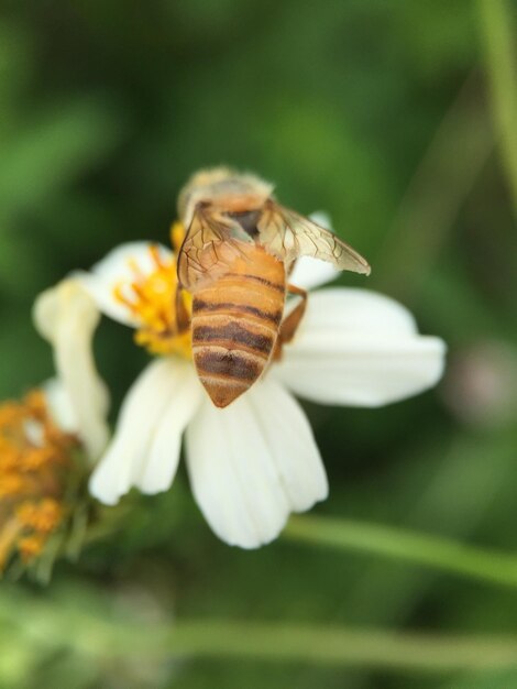 Prossimo piano di un'ape in fiore