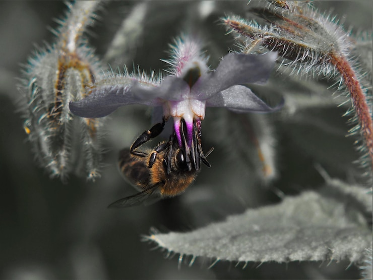 Foto prossimo piano di un'ape in fiore