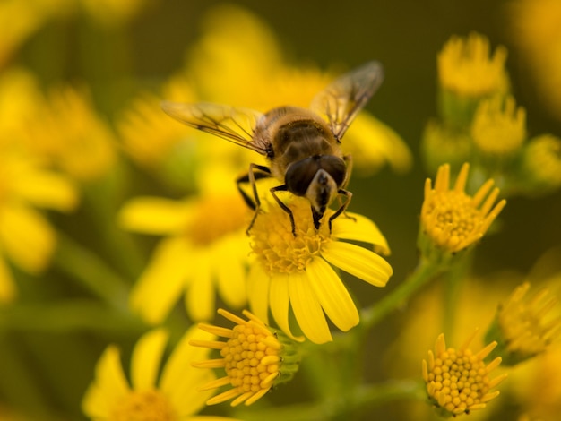 Prossimo piano di un'ape in fiore