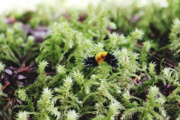 Prossimo piano di un'ape in fiore