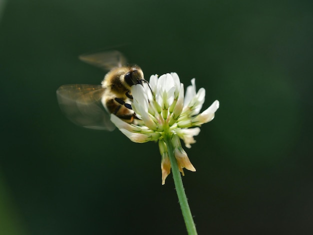 Prossimo piano di un'ape mellifera in fiore