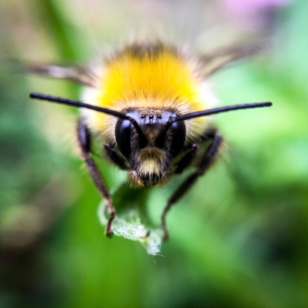 Prossimo piano di un'ape mellifera su un fiore giallo