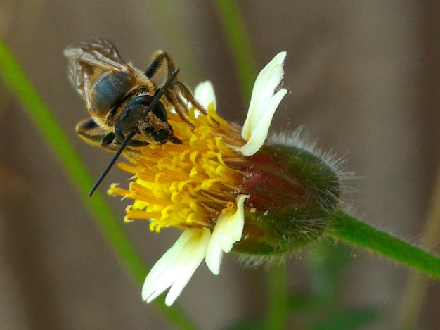 Prossimo piano di un'ape mellifera su un fiore giallo