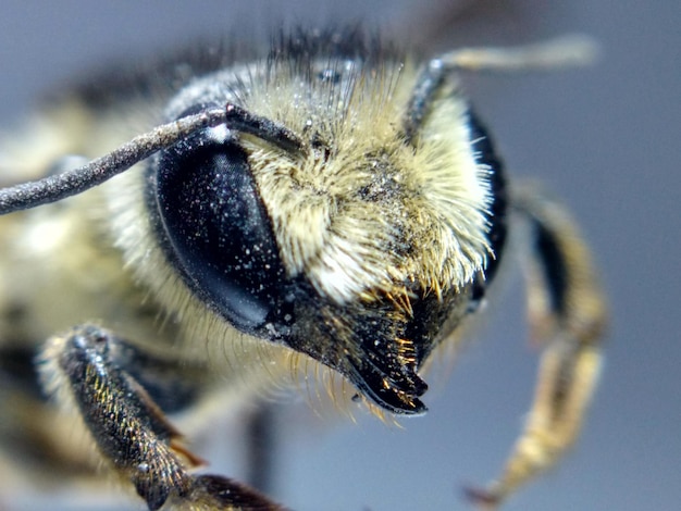 Prossimo piano di un'ape mellifera su uno sfondo grigio