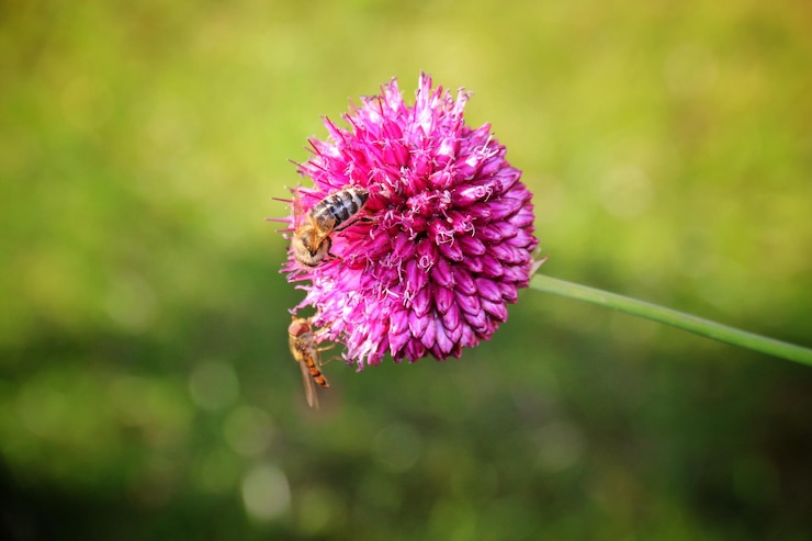 Foto prossimo piano di un'ape su un fiore viola