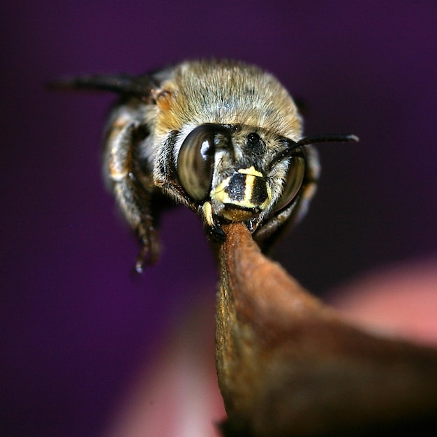 Prossimo piano di un'ape su una foglia secca